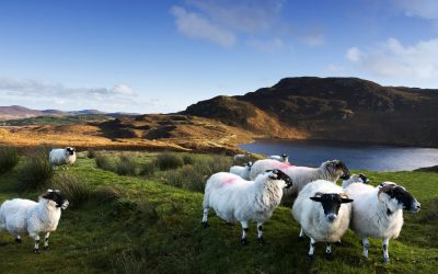 Explore Our Most Popular Tours of Ireland