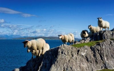 Want to live on the “Wild Side”? Get your group to try one of these exciting tours of the Wild Atlantic Way #wildatlanticway