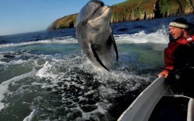 Fungie, The Dingle Dolphin – Dingle – A Visitors Guide to the Dingle Peninsula (Corca Dhuibhne) in County Kerry, Ireland from Dingle Peninsula Tourism