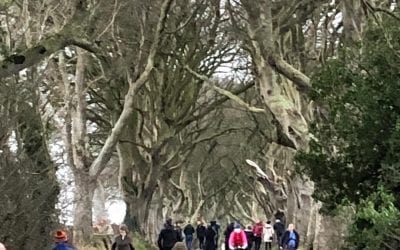 Beautiful January day on the Causeway Coast #darkhedges #gameofthrones #dunlucecastle #carrickarede #giantscauseway #caragrouptravel #grouptravel #loveireland