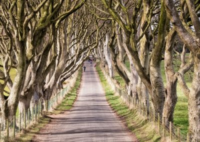  The Dark Hedges