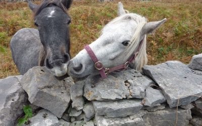 Top best wild places in Ireland | IrishCentral.com