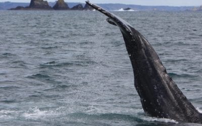 Whale watching in Ireland | Ireland.com