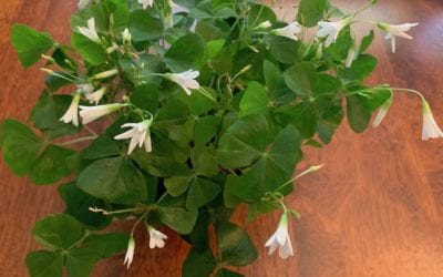 What Exactly Is A Shamrock? No One Really Knows!