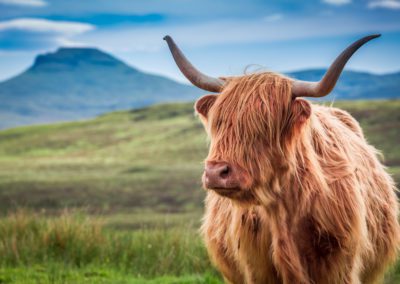  Furry highland cow in Isle of Skye Scotland