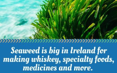 Discover the magical properties of Irish seaweed in foraging experiences, fine food, indulgent spa treatments and seaside fun! #ireland #caragrouptravel #ocean #travel #exloreireland #explorepage #summertravel #europe #healthylifestyle