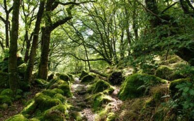 Lost area of Welsh rainforest to be returned to ancient glory | Trees and forests | The Guardian