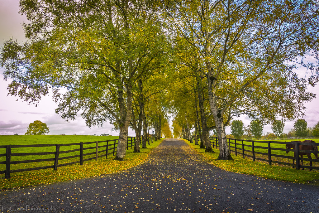 The Wild Atlantic Way - Galway City