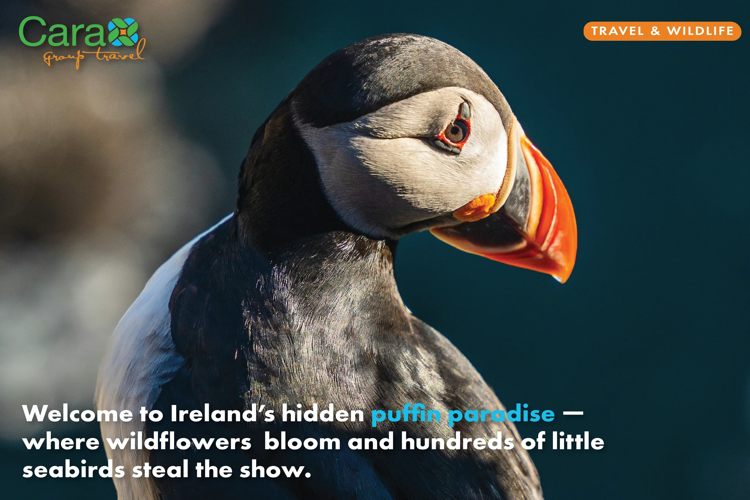 Welcome to Ireland’s Hidden Puffin Paradise